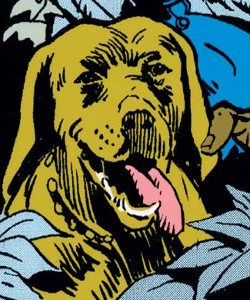 Andy (Jonas Jackson dog)