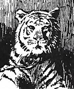 Khan (Yi Yang tiger)